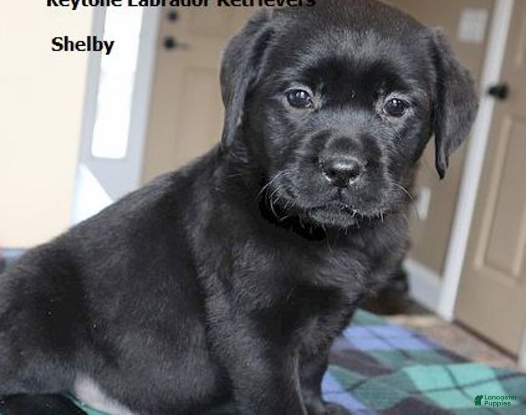 Labrador Retriever dogs for sale: Shelby - Champ lines - Ad 2