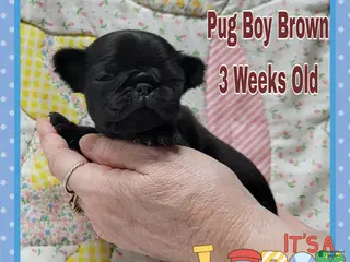 Pug dogs Pug Puppy Boy Brown - Ad 41