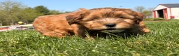 Shorkie dogs for sale: Pinch  - Ad 2