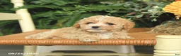 Havapoo dogs for sale: Dottie - Ad 3