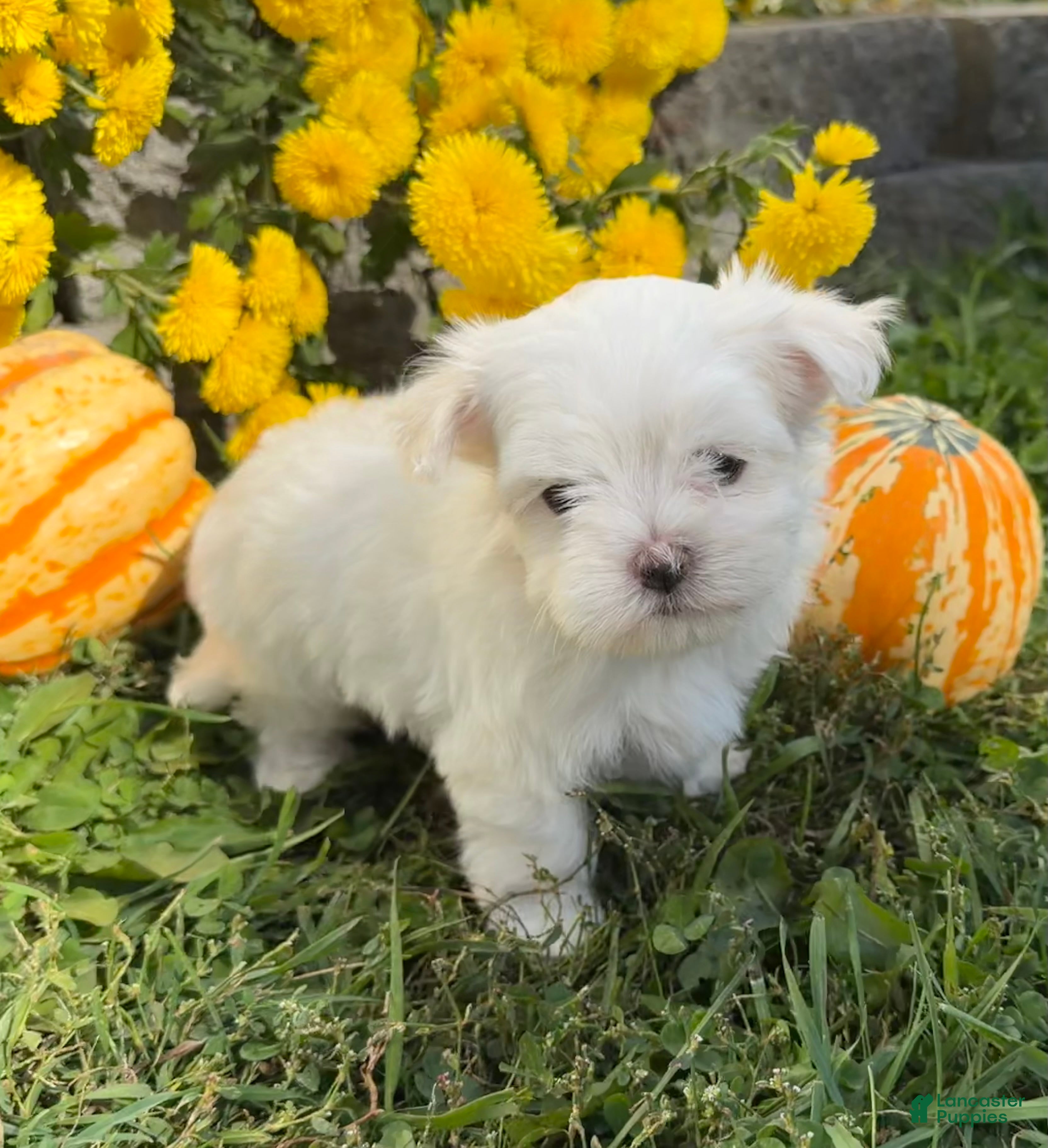 Maltese dogs Charlie - Ad 1