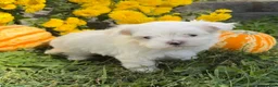 Maltese dogs for sale: Charlie - Ad 1