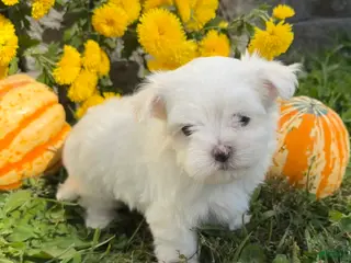 Maltese dogs Charlie - Ad 1