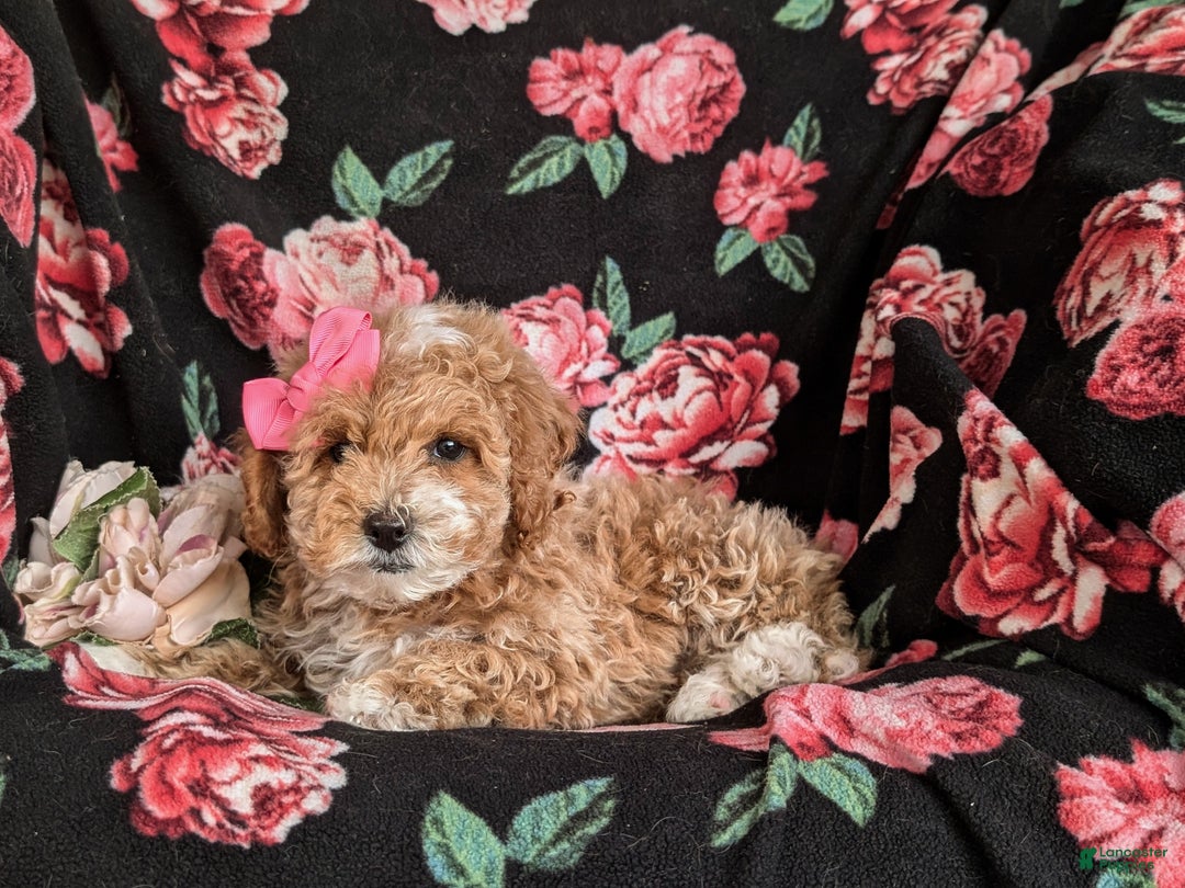 Cavapoo dogs for sale: Alyssa 10 lbs Full Grown - Ad 6