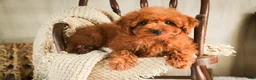 Miniature Poodle dogs for sale: Farley - Ad 2