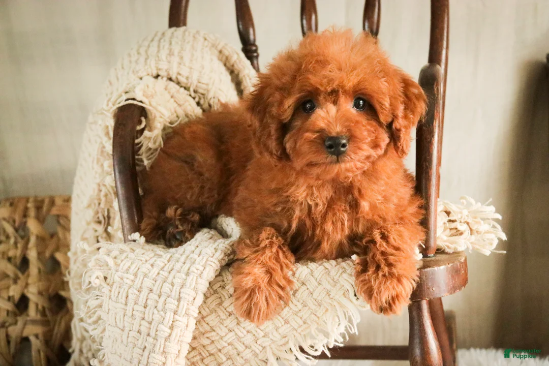 Miniature Poodle dogs for sale: Farley - Ad 2