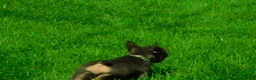French Bulldog dogs for sale: French Bulldog 1 - Ad 4