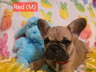 French Bulldog dogs French Bulldog Puppy 4 - Ad 25