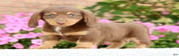 Miniature Dachshund dogs for sale: Dawna - Ad 6