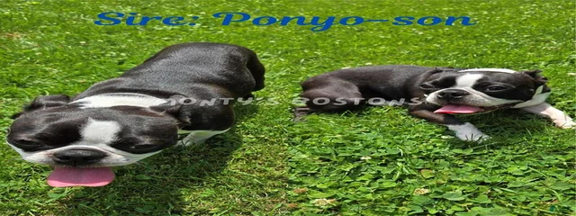 Ponyo son