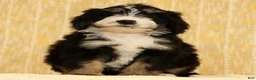 Mini Bernedoodle dogs for sale: Ranger - Ad 2