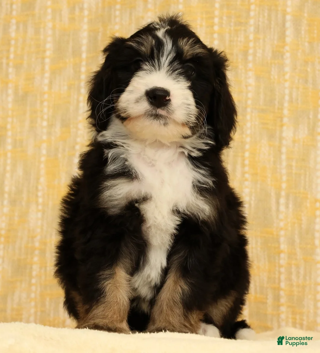 Mini Bernedoodle dogs for sale: Ranger - Ad 2