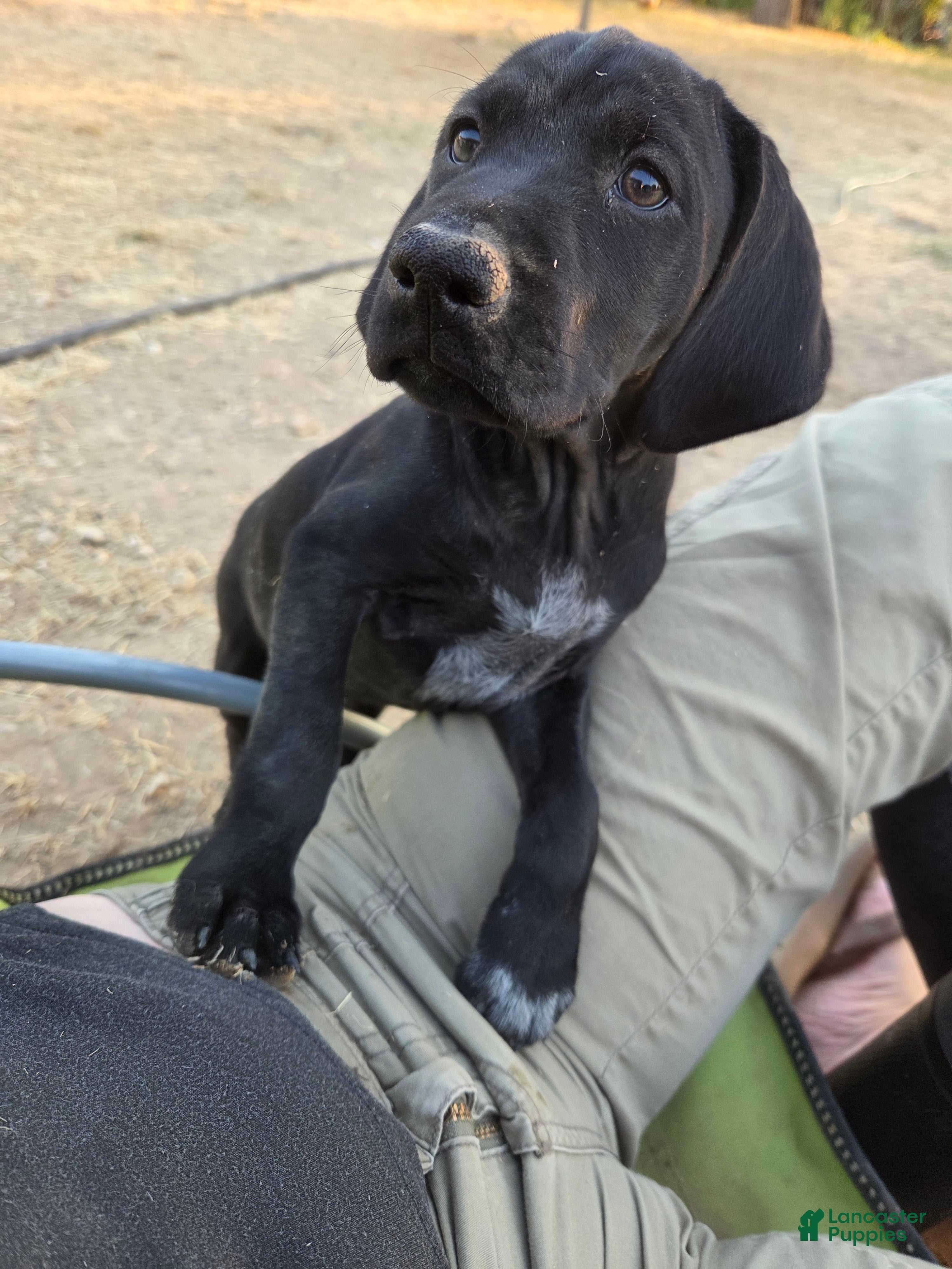 German Shorthaired Pointer dogs Mini Me - Ad 5
