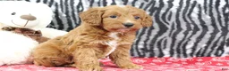 Mini Goldendoodle dogs for sale: Baily - Ad 1