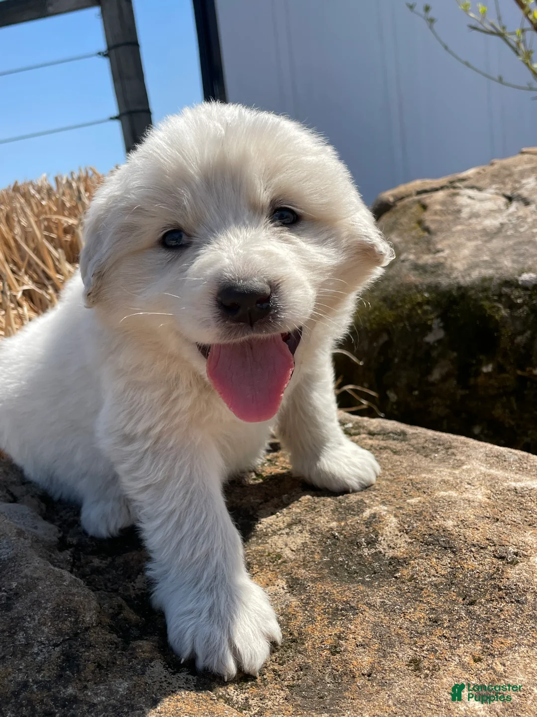 Great Pyrenees dogs for sale: Great Pyrenees Puppy Joshua - Ad 2