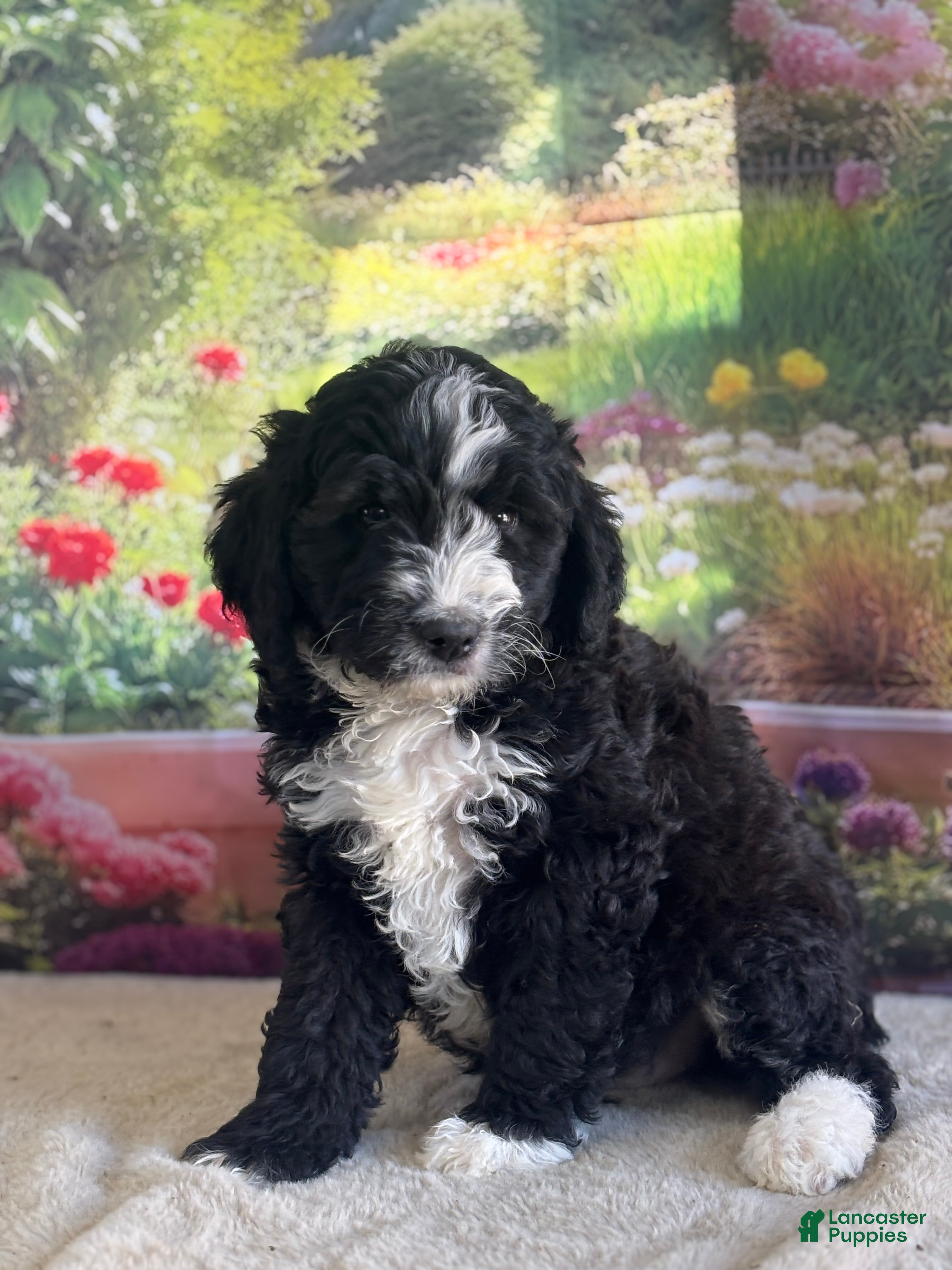 Bernedoodle dogs Bailey - Ad 2