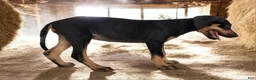 Catahoula Leopard Dog dogs for sale: Jesse 2026 F2 - Ad 5