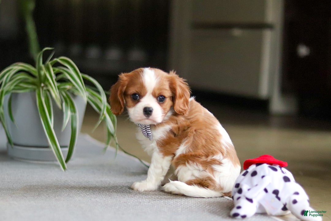 Cavalier King Charles Spaniel dogs for sale: Asher - Ad 10