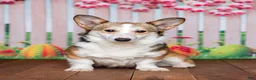 Welsh Corgi Pembroke dogs for sale: Jax - Ad 4