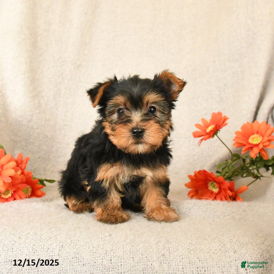 Yorkshire Terrier dogs Cinnamon - Ad 42