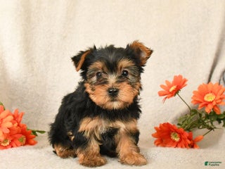 Yorkshire Terrier dogs Cinnamon - Ad 2