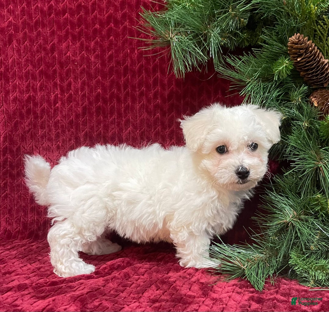 Bichon Frise dogs for sale: Rosie - Ad 4