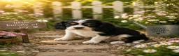 Cavalier King Charles Spaniel dogs for sale: Sophie  - Ad 1