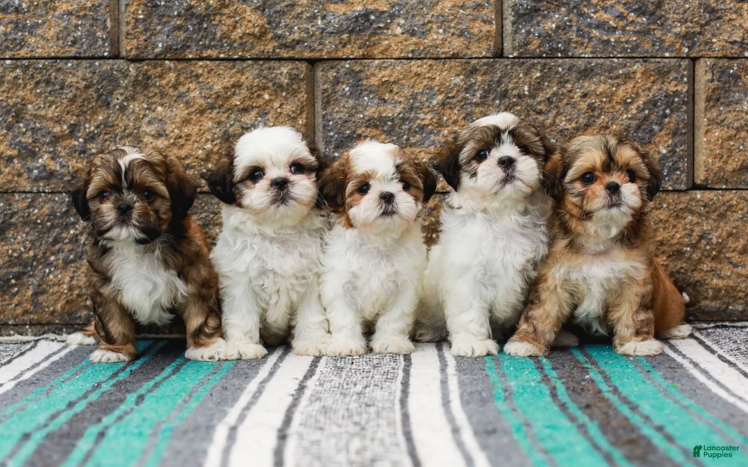 Shih Tzu dogs for sale: Bambi (Raised in Home, Crate Trained & Potty Training!) - Ad 9