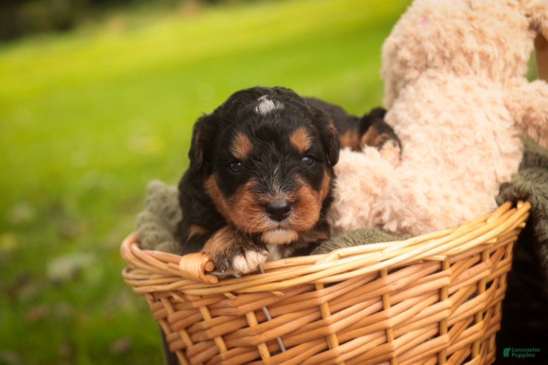 Mini Bernedoodle dogs Apple F1 Mini Bernedoodle  - Ad 2