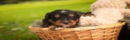 Mini Bernedoodle dogs for sale: Apple F1 Mini Bernedoodle  - Ad 2