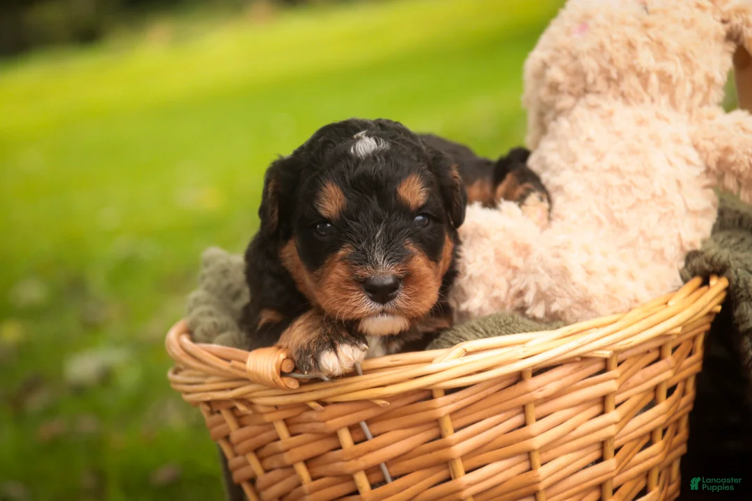 Mini Bernedoodle dogs for sale: Apple F1 Mini Bernedoodle  - Ad 2