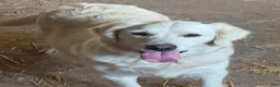 Golden Retriever dogs for sale: Pickles  - Ad 4