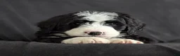 Bernedoodle dogs for sale: Nova - Ad 8