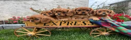 Cavalier King Charles Spaniel dogs for sale: Derek❤️AKC Registered - Ad 1