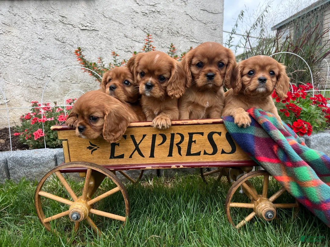 Cavalier King Charles Spaniel dogs for sale: Derek❤️AKC Registered - Ad 1