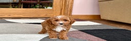 Cavapoo dogs for sale: Cavapoo F1b Male Puppy 1 - Ad 7