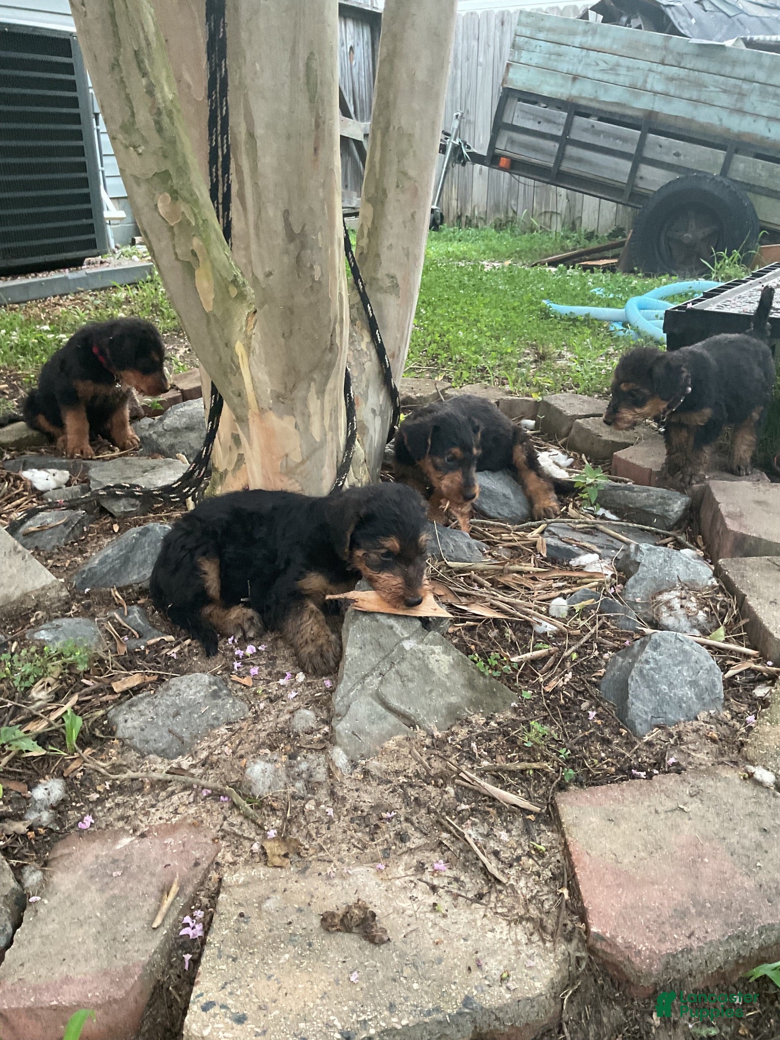 Airedale Terrier dogs Airedale Terrier 4 - Ad 16