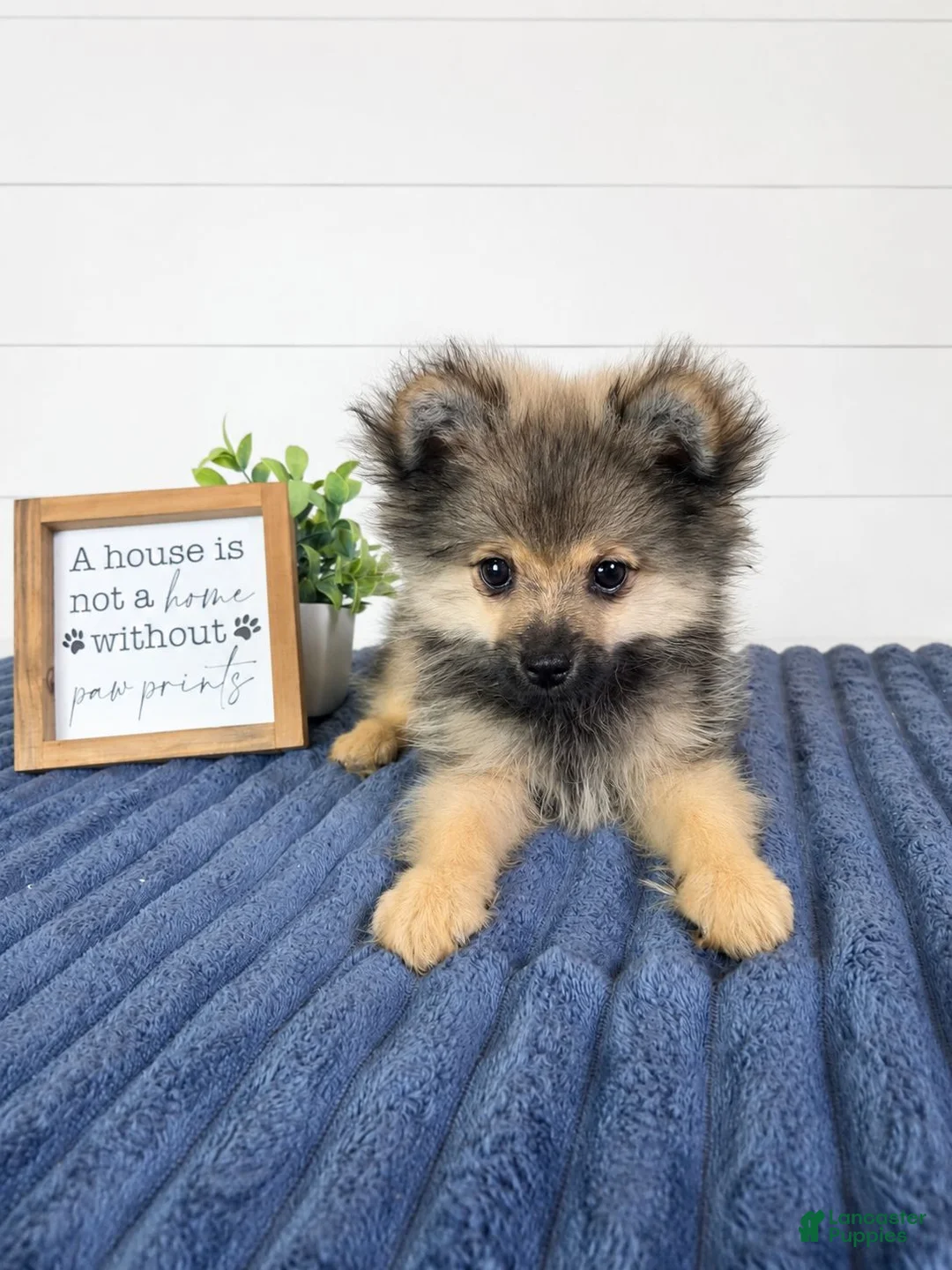 Pomeranian dogs for sale: Chester  - Ad 3