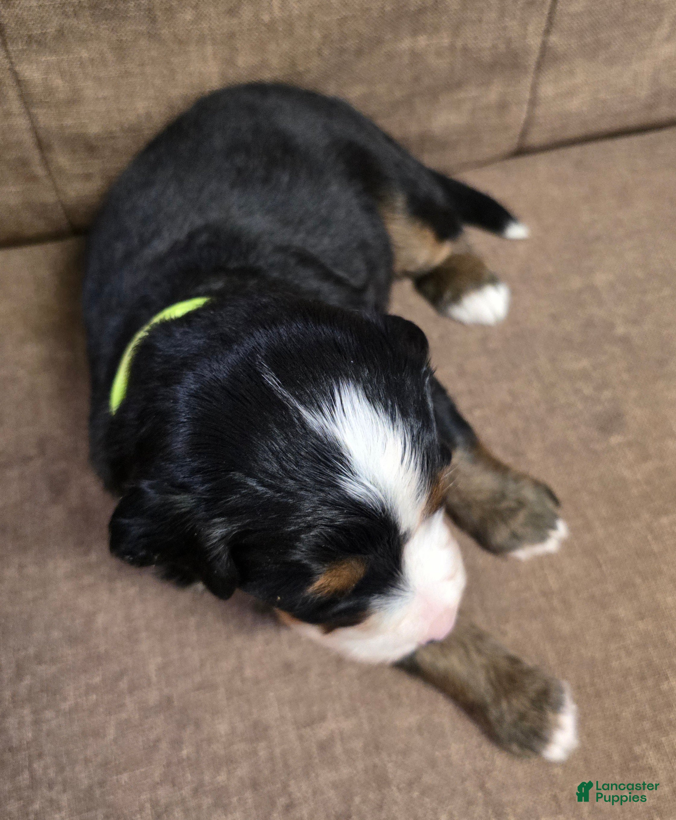 Miniature Bernese Mountain Dog dogs Mojito - Ad 2
