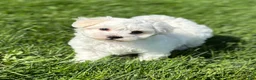 Morkie dogs for sale: Zaki - Ad 7