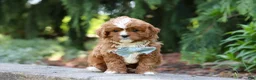 Cavapoo dogs for sale: Theodore - Ad 5