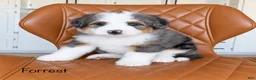 Bernedoodle dogs for sale: Forrest - Ad 1