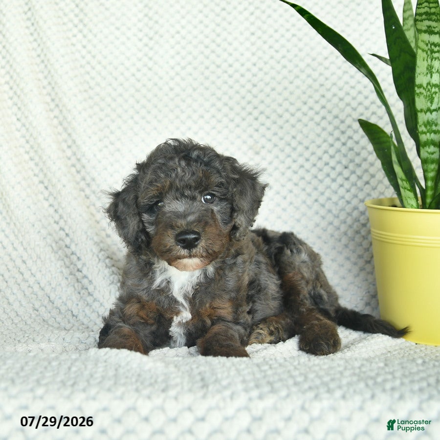 Aussiedoodle dogs Whistler  - Ad 2