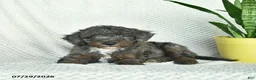 Aussiedoodle dogs for sale: Whistler  - Ad 2