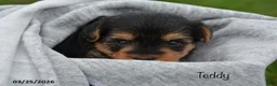 Yorkiepoo dogs for sale: Teddy - Ad 3