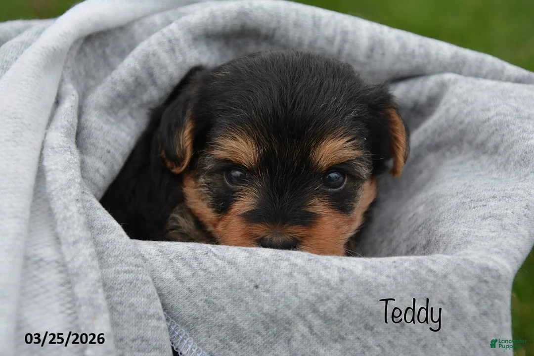 Yorkiepoo dogs for sale: Teddy - Ad 3