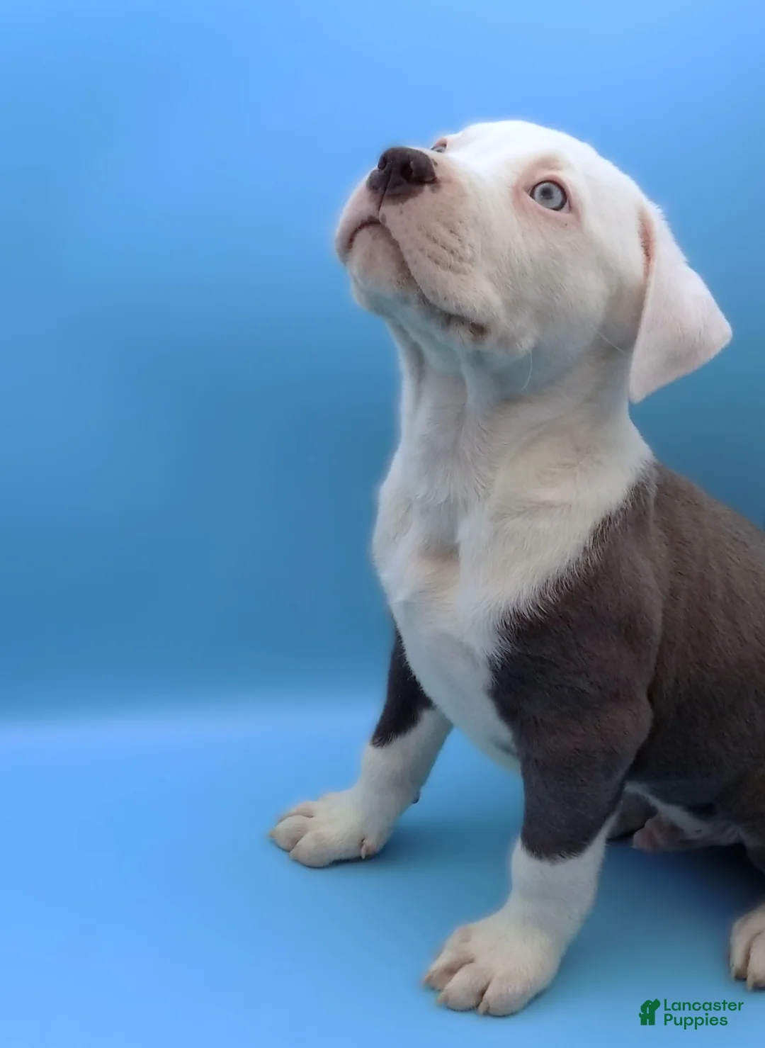 Mixed Breed dogs for sale: Mambo - Ad 3