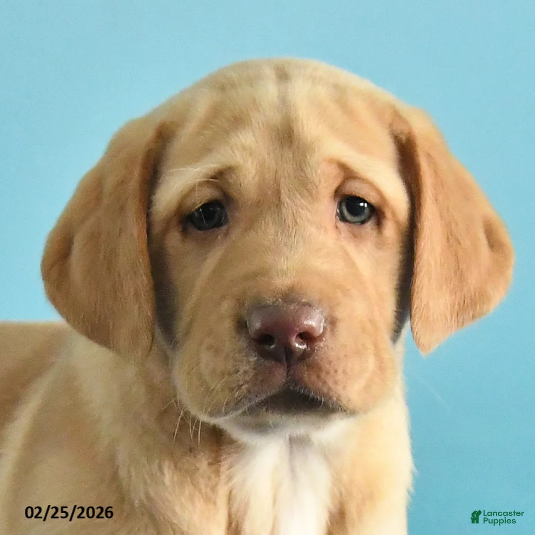Labrador Retriever dogs for sale: Gunner - Ad 5