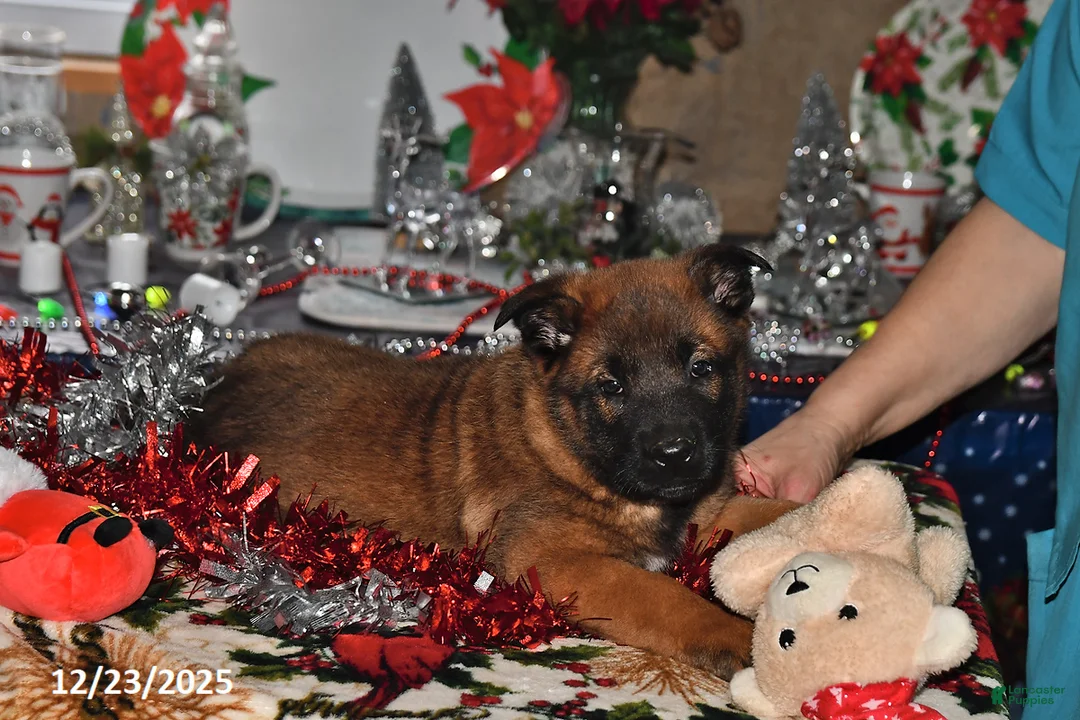 Belgian Malinois dogs for sale: Tanner - Ad 9
