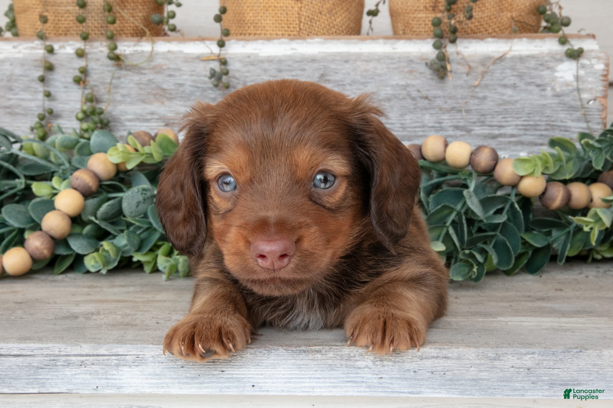 Miniature Dachshund dogs Tucker - Ad 1